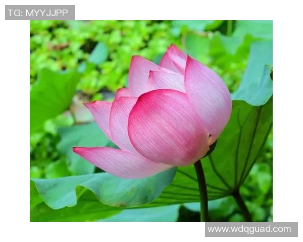 从草根到绿茵传奇一名足球少年的拼搏与梦想旅程