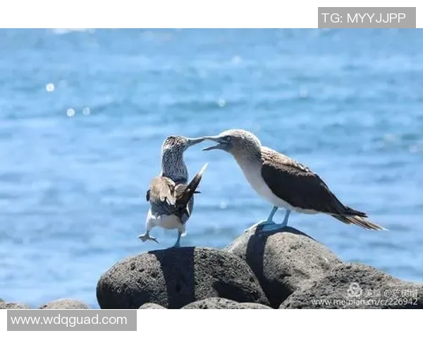 巴拿马足球球星闪耀国际赛场展现中美洲足球独特风采 巴拿马足球球星闪耀国际赛场展现中美洲足球独特风采